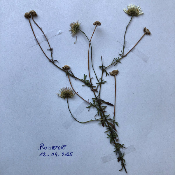 Tuto herbier 4 - Fixation et annotation de la plante © Nicolas Macaire / LPO